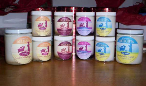Dairy Delights Flavored Yogurt 6oz  -- Single Jar